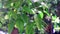 Green Leafy Plant And Spring Rain Drops