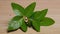 A green leafy plant on a wooden table