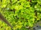 green leafy plants exposed to the afternoon sun