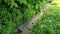 Green leafy shrubs with colored leaf tops thrive