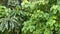 Green leafy shrubs with colored leaf tops thrive