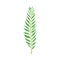 Green Leafy Stem or Stalk with Foliage and Veins Vector Illustration