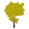 green leafy tree with ramifications nature icon