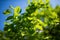 Green Leafy Tree Under Blue Sky