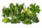 Green leafy vegetables. high resolution, Isolate on white Background.