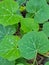 Green leafy vine crawlers of quash plants