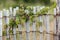 Green leafy vine plant on wood fence