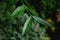 Green leathery lanceolate leaves on tip of Chinese Pistache tree, latin name Pistacia chinensis.