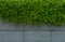 Green leave ivy covered concrete wall texture background. Plant wall for air purifying. Green wall ivy for reduce energy