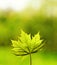 Green leave over abstract blurred background