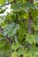 Green leave of snake gourd in the farm