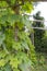 Green leave of snake gourd in the farm