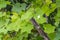 Green leave of snake gourd in the farm