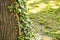 Green-leaved plant growing on the trunk of a tree