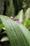 Green leaves above the raindrop