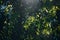 Green leaves of acacia tree in close-up in warm sunbeams natural background