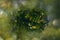 Green leaves of acacia tree in close-up in warm sunbeams natural background