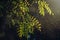 Green leaves of acacia tree in close-up in warm sunbeams natural background