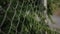 Green leaves of acacia tree growing through the mesh.