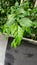 Green leaves of Acalypha siamensis plant with water drops