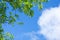 Green leaves against blue sky and clouds nature background ,