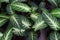 green leaves aglaonema,star bright tree plant growing on natural light background