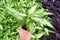 green leaves aglaonema,star bright tree plant growing in pot on natural light background