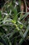 Green leaves aloe