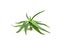 Green leaves aloe side view isolated