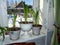 Green leaves and Amaryllis buds are preparing to bloom in a pot on the windowsill