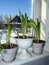 Green leaves and Amaryllis buds are preparing to bloom in a pot on the windowsill