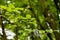 Green leaves amelanchier spicata on the branches