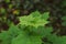 Green leaves with ants marching