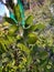 Green leaves appear with two green raw lemon twigs