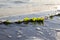 Green leaves of an aquatic plant on a lake shore, with sunlight reflections at morning