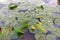 The green leaves of aquatic plants float on the surface of the water. Overgrown pond in the summer. A wetland with grass in Russia