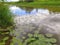 The green leaves of aquatic plants float on the surface of the water. Overgrown pond in the summer. A wetland with grass in Russia