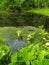 The green leaves of aquatic plants float on the surface of the water. Overgrown pond in the summer. A wetland with grass in Russia