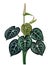Green Leaves Araceae Ivy Plant Cartoon