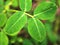 Green leaves of Arachis duranensis plants and a herb  found in South America