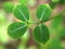 Green leaves of Arachis duranensis plants and a herb  found in South America