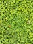 Green leaves of Arachis Pintoi or Pinto Peanut surface for background