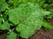 Green leaves of the Arctium field plant.