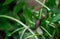 green leaves of Arisarum simorrhinum, friar cowl