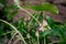 green leaves of Arisarum simorrhinum, friar cowl