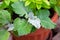 Green leaves of ashen rosemary in a flower pot, blurred focus