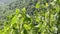 Green leaves of aspen trees also known as poplar in spring season.