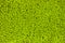 Green leaves backdrop. Foliage. Top view. Nature background. Close up. blurred grass image top view for background or