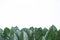 Green leaves background and banner, creative layout made of green leaves