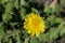 Among the green leaves in the background is a bright yellow flower with thick, furry petals.